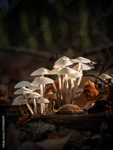 A group of beautiful white mushrooms in the Dwingeloo nature park on a beautiful sunny autumn day, the Netherlands