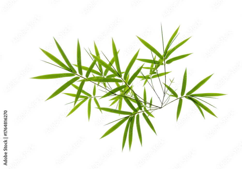 Fototapeta premium Fresh green bamboo leaves isolated PNG on transparent background, tropical foliage for Asian design and decoration