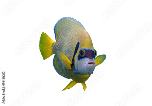 фотографія Queen Angelfish isolated PNG, vibrant marine life with yellow and blue colors on