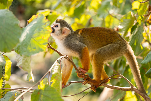 Singe Saïmiri Planète sauvage France