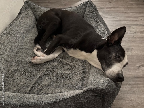 Resting Canine: A black and white dog relaxes comfortably on its soft dog bed, enjoying a peaceful rest.