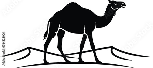 camel walking across desert dunes with raised head and long legs silhouette