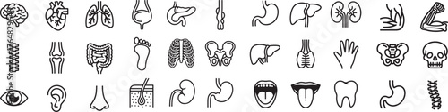 Human Anatomy and Organs Illustration a Collection of Internal Organs in Line Art Style Medical and Scientific Representation