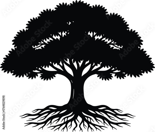 tree with wide canopy and exposed roots spreading outward silhouette