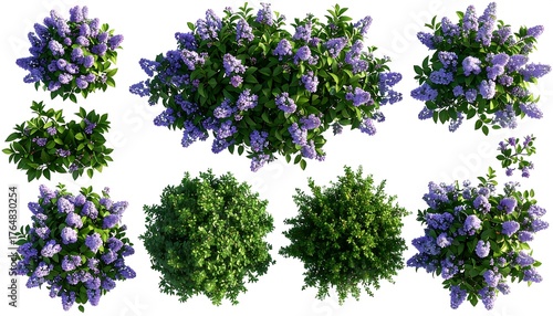 Top-down view of various lilac bushes (1)