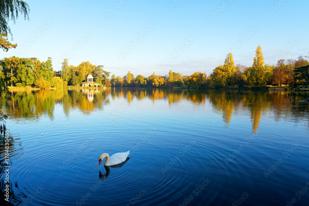 Fototapeta premium Swan in the Daumesnil lake. 12th arrondissement of Paris city