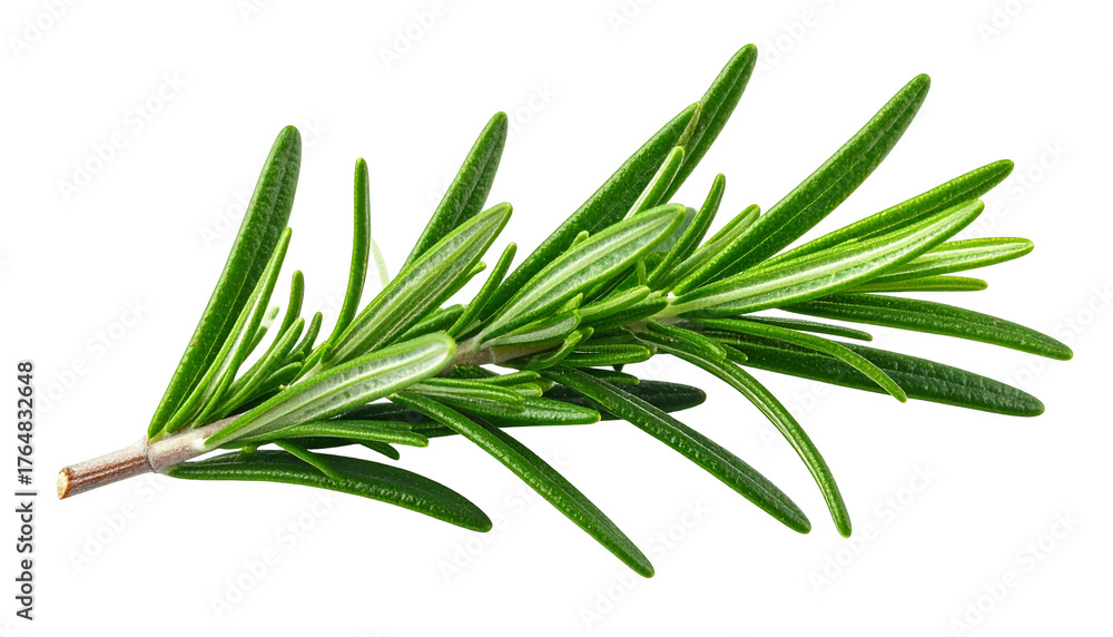 Fototapeta premium Close-up shot of a sprig of fresh, vibrant green rosemary with needle-like leaves against black