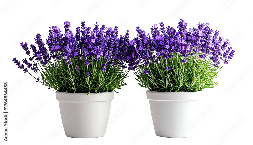 Fototapeta premium Two potted lavender plants, vibrant purple flowers against a black background
