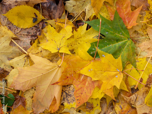 Bright yellow, green and red maple leaves, wet from the rain, lie on the ground after leaf fall in autumn