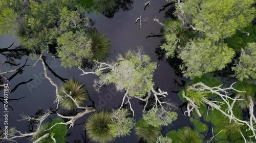 Top view of vibrant wetlands featuring various trees and plants, showcasing the beauty of nature and calm waters below.