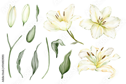 Tableau sur toile Set of isolated white lily clipart: flowers, buds, leaves and stems