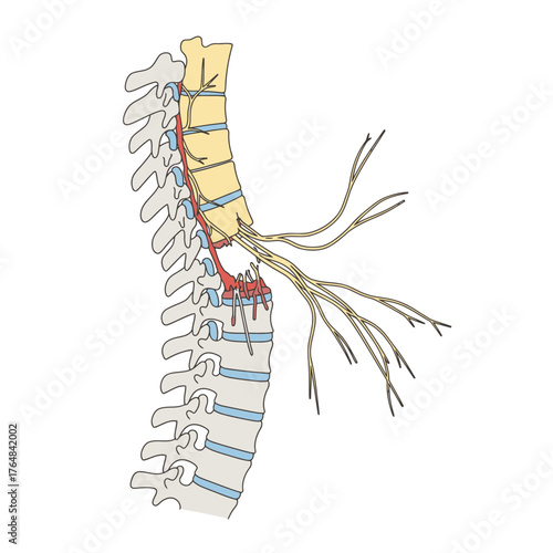 Detailed anatomical illustration of spinal nerves branching from the vertebral column, perfect for medical education and research.