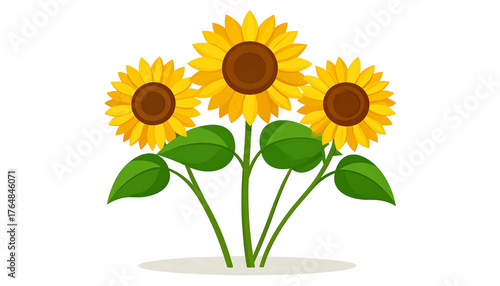 Three sunflowers in bloom with green leaves, isolated on a black background