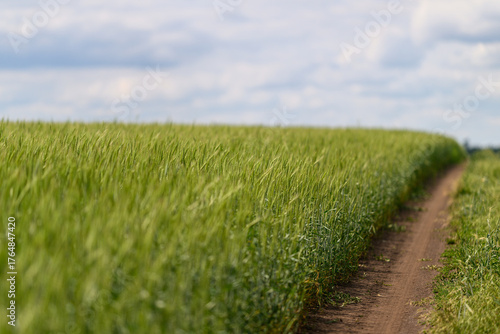 A Scenic Pathway Yonder Weaves Through Lush, Vibrant Green Fields Beneath a Cloudy Sky