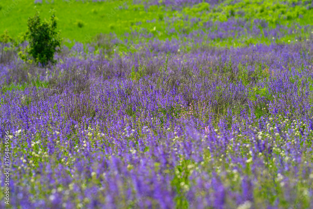 Fototapeta premium A stunning and vibrant wildflower meadow, full of color, is flourishing and blooming beautifully