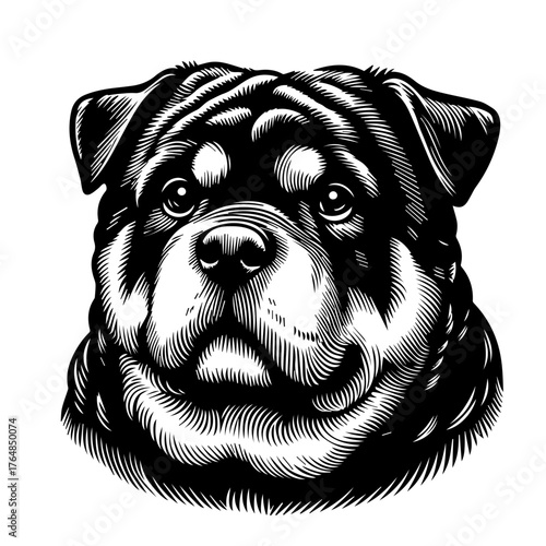 black labrador puppy