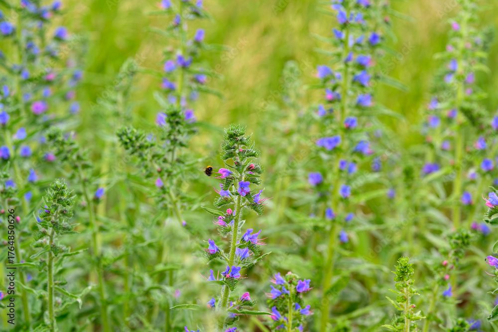 Obraz premium The Vibrant Wildflowers Blooming in a Lush Green Field Create a Breathtaking Scene