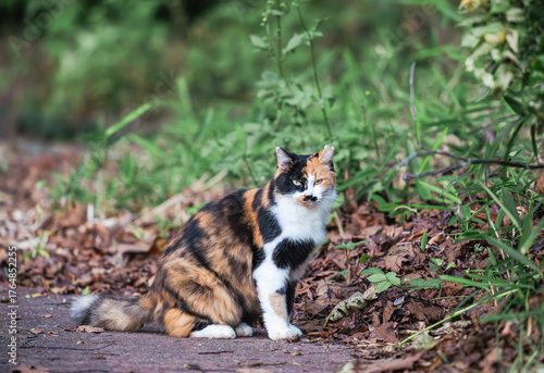 たくましく生きる野良猫