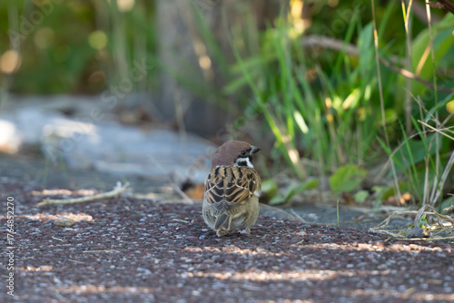 太った雀の背中・後ろ向き