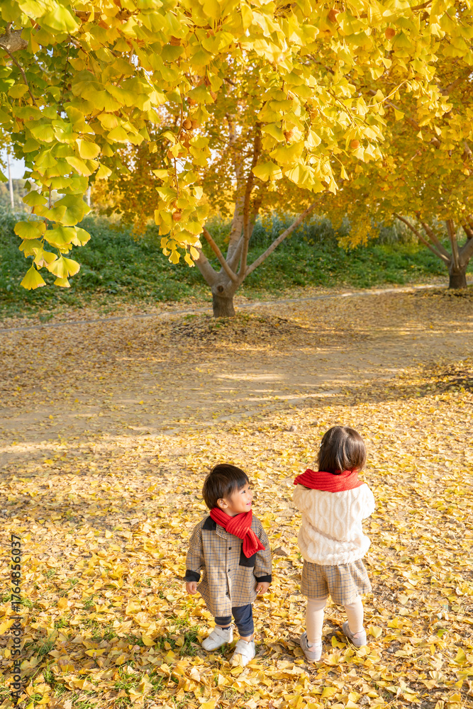 Fototapeta premium 秋の公園とイチョウと子供達