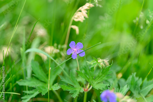 A Beautiful Wildflower Flourishing Amidst Lush and Vibrant Green Grass Surroundings