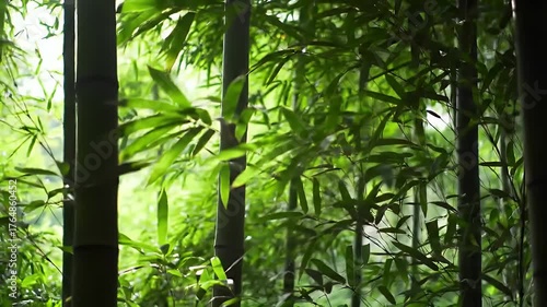 Vibrant green bamboo forest, a serene natural sanctuary showcasing the lush beauty of flourishing plant life and tranquil organic patterns