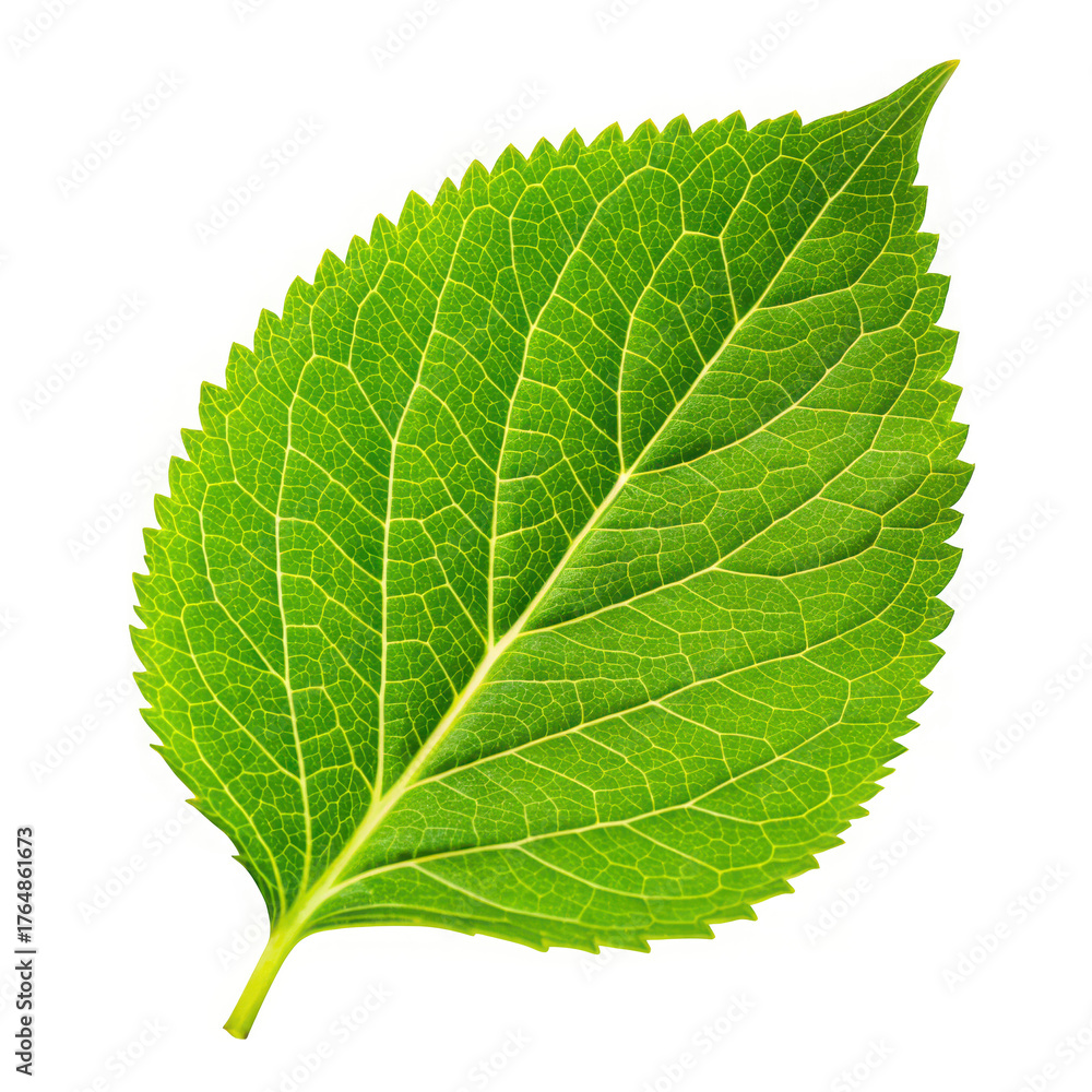 Fototapeta premium Closeup of a vibrant green leaf isolated on transparent background, showcasing its veins