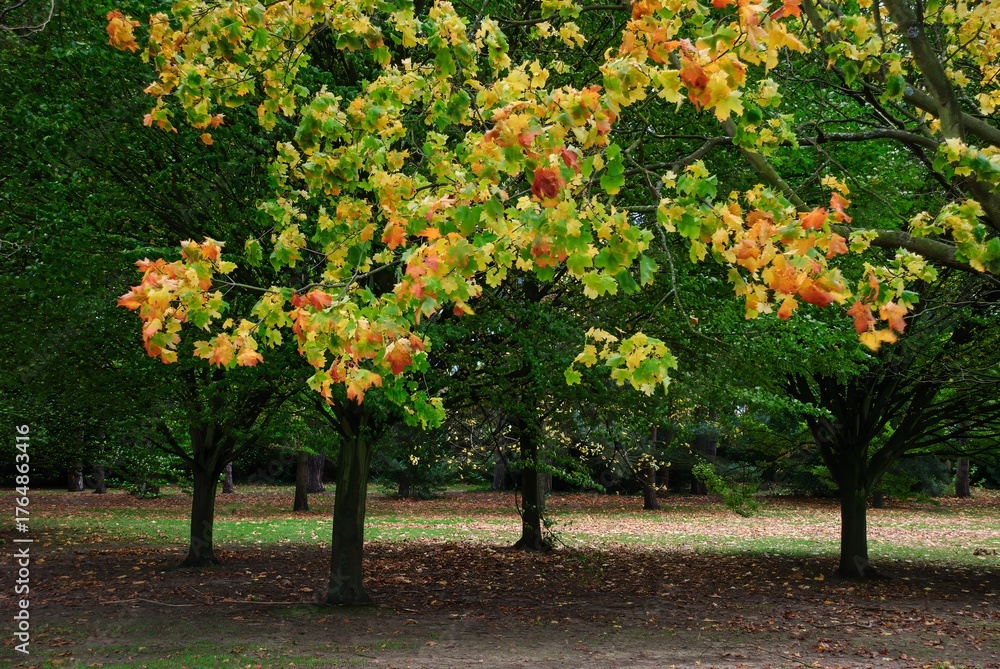 Naklejka premium Autumn Fall Colors Landscape with Red Yellow and Green Trees Reflected in Calm Water | Colorful Foliage, Reflection, and Serene Nature Scene Showing Seasonal Beauty of Fall
