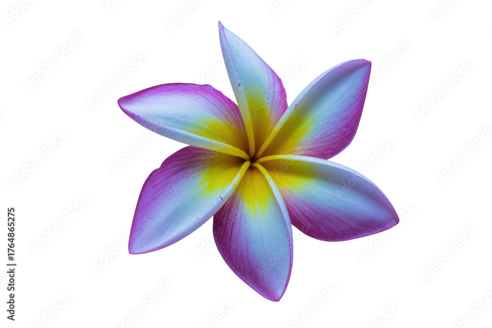 Naklejka premium A vibrant Plumeria flower with white, yellow, and pink-purple petals, showcasing its exotic beauty on a transparent background. background removed