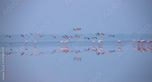 Flamingos or flamingoes on a lake in a breeze morning searching for food