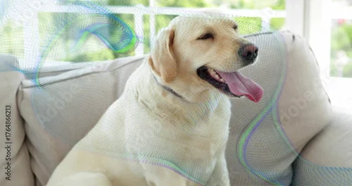Fototapeta Panting pale yellow Labrador retriever sitting on light beige sofa in sunroom, with grey collar