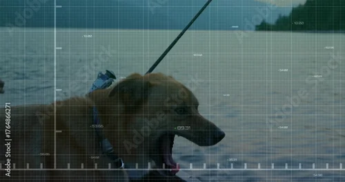 Fototapeta Standing brown dog wearing harness collar and leash panting in lake water, tree-covered shoreline