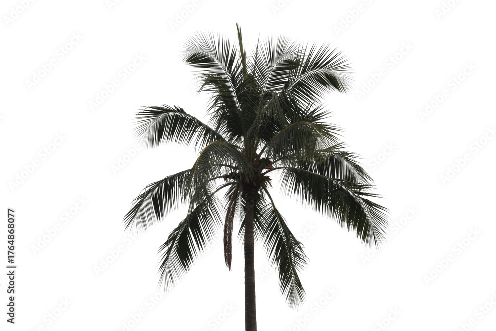 Obraz premium A beautiful palm tree with bright, backlit fronds against a solid transparent background, perfect for tropical designs or summer themes. background removed