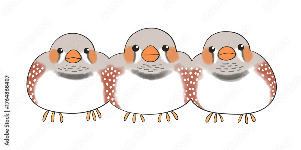 Fototapeta premium キンカチョウ ノーマル