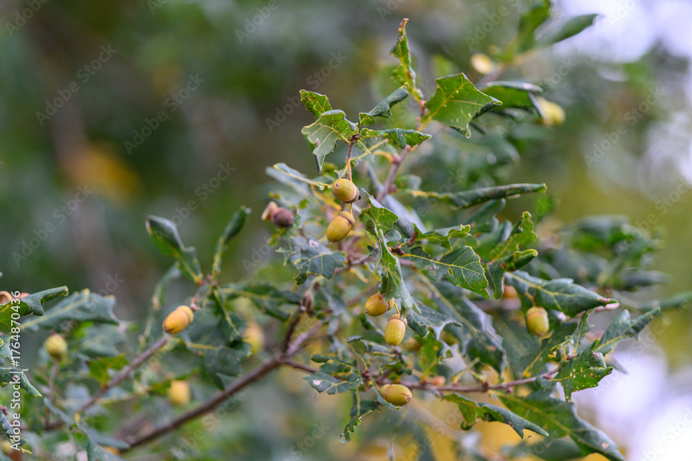 Obraz premium A Green Tree Branch with Unripe Fruits, showcasing natures bounty and ongoing growth