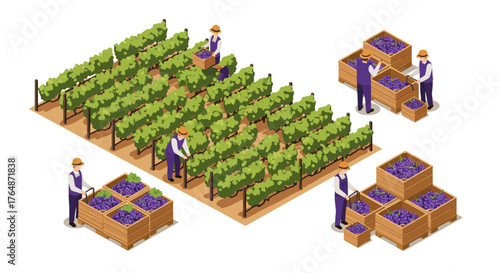 Isometric vineyard harvest scene with workers collecting grapes in wooden boxes