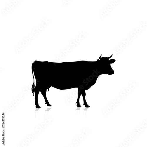 black and white cow