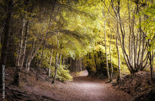 Haldon forest path in autumn 