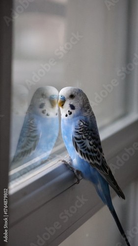 Photos funny blue budgie at home