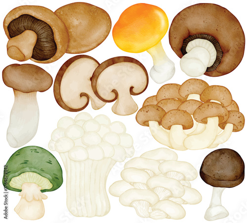Watercolor Edible Mushroom Clipart Set Forest Fungi Shiitake Button Oyster Cooking Food Botanical Illustration Isolated on White Background