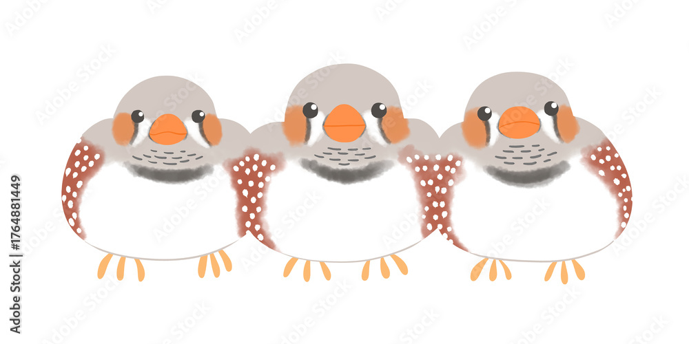 Obraz premium キンカチョウ ノーマル