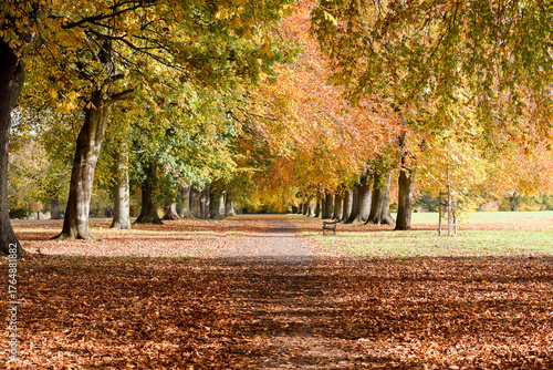Tree lined avenue during autumn with the colours changing in the leaves of the trees