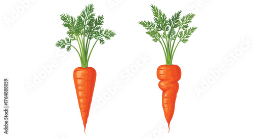 Two Fresh Carrots with Green Tops Isolated on White Background.