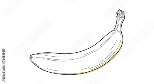 Banana illustration: a detailed drawing of a single fruit.