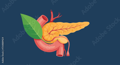 Medical illustration of the human pancreas and its surrounding organs.