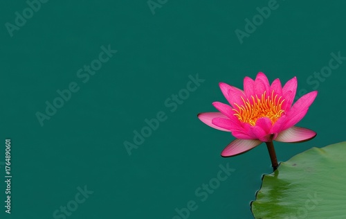 Vibrant Pink Water Lily Blooming on Calm Green Water Surface