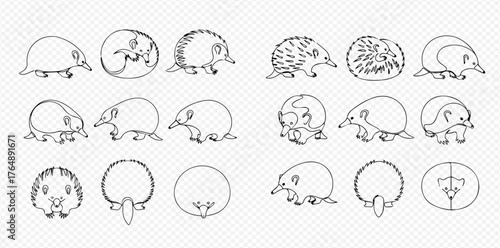 Collection of black and white outline drawings depicting echidnas from different angles and poses, including side, front, and curled views.