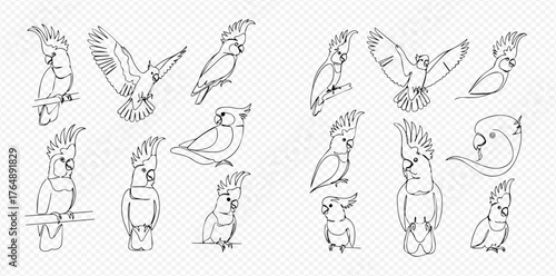 Continuous line art drawings of cockatoo birds in various poses, including flying, perching, and standing, on a transparent background.