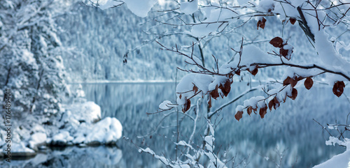 Forest lake and snow-covered winter trees .