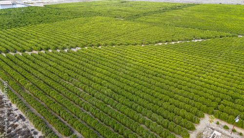 orange groves aerial